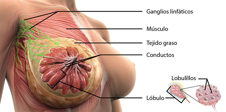 infografia de mama